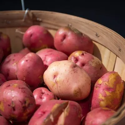 thumbnail for publication: Nitrogen Fertilization Guidelines for Potato Production in Florida